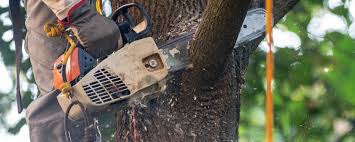 Best Commercial Tree Services  in Thomson, GA