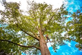Best Lot and Land Clearing  in Thomson, GA