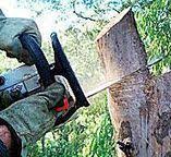 Best Tree Trimming and Pruning  in Thomson, GA