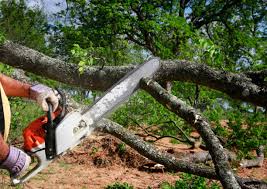 Best Tree Disease Treatment  in Thomson, GA