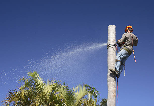 Best Storm Damage Tree Cleanup  in Thomson, GA