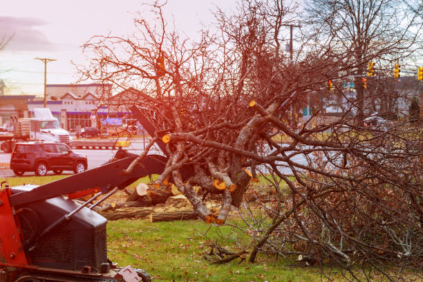 Best Arborist Consultation Services  in Thomson, GA