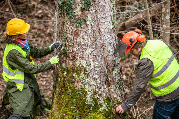 Professional Tree Care in Thomson, GA