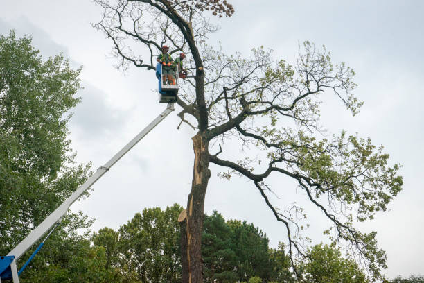 Best Fruit Tree Pruning  in Thomson, GA