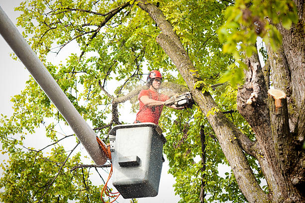 Best Leaf Removal  in Thomson, GA
