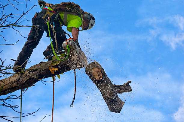 Best Hedge Trimming  in Thomson, GA