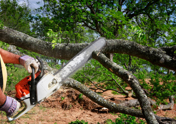 How Our Tree Care Process Works  in  Thomson, GA